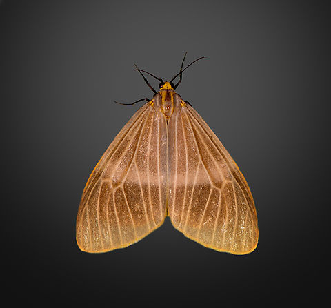 Euchlaenidia sp., Milpe Bird Sanctuary, Ecuador  Ecuador,Ecuador 2021,Fall,Geotagged,Milpe Bird Sanctuary,South America,World