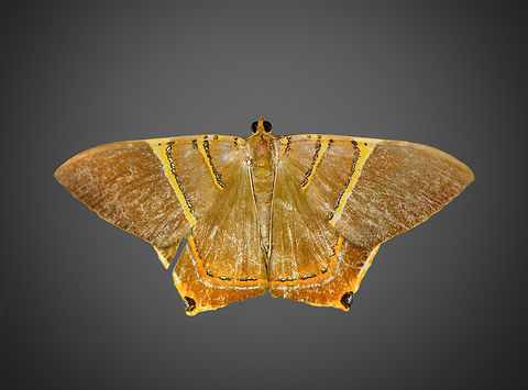 Phrygionis polita, Milpe Bird Sanctuary, Ecuador A nickname for this genus is "jeweled satyrs". Ecuador,Ecuador 2021,Fall,Geotagged,Milpe Bird Sanctuary,Phrygionis polita,South America,World