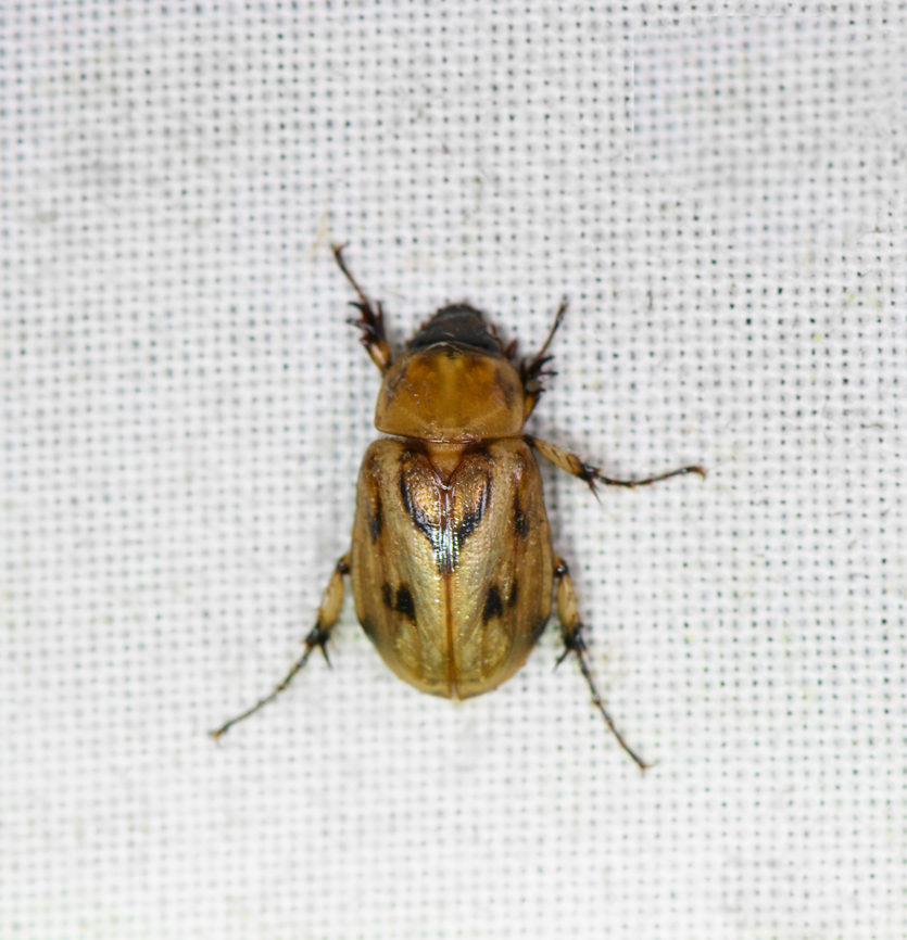 Cyclocephala lunulata, Milpe Bird Sanctuary, Ecuador A nocturnal species of masked chafer, genus Cyclocephala. They are known to be attracted to lights. Cyclocephala lunulata,Ecuador,Ecuador 2021,Fall,Geotagged,Milpe Bird Sanctuary,South America,World
