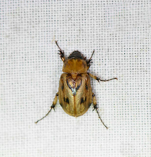 Cyclocephala lunulata, Milpe Bird Sanctuary, Ecuador A nocturnal species of masked chafer, genus Cyclocephala. They are known to be attracted to lights. Cyclocephala lunulata,Ecuador,Ecuador 2021,Fall,Geotagged,Milpe Bird Sanctuary,South America,World