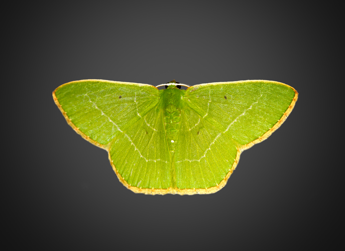 Nemoria adaluzae, Milpe Bird Sanctuary, Ecuador <a href="https://leps.fieldguide.ai/figures?category=59bb3ec9929d3d72ee668e72" rel="nofollow">https://leps.fieldguide.ai/figures?category=59bb3ec9929d3d72ee668e72</a> Ecuador,Ecuador 2021,Fall,Geotagged,Milpe Bird Sanctuary,Nemoria adaluzae,South America,World