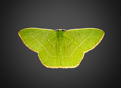 Nemoria adaluzae, Milpe Bird Sanctuary, Ecuador https://leps.fieldguide.ai/figures?category=59bb3ec9929d3d72ee668e72 Ecuador,Ecuador 2021,Fall,Geotagged,Milpe Bird Sanctuary,Nemoria adaluzae,South America,World