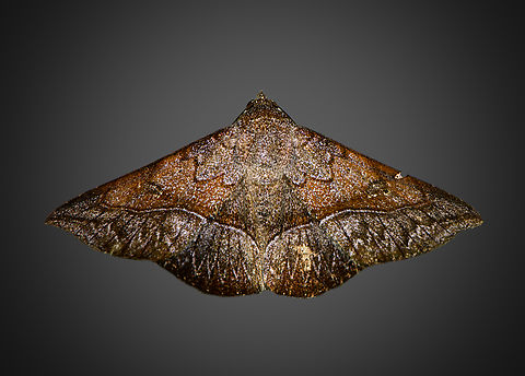 Lesmone sp., Milpe Bird Sanctuary, Ecuador  Ecuador,Ecuador 2021,Fall,Geotagged,Milpe Bird Sanctuary,South America,World