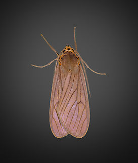 Pelochyta affinis, Milpe Bird Sanctuary, Ecuador  Ecuador,Ecuador 2021,Fall,Geotagged,Milpe Bird Sanctuary,Pelochyta affinis,South America,World