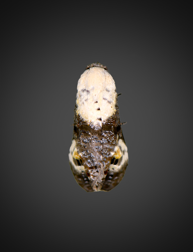 Bird dropping moth, Milpe Bird Sanctuary, Ecuador  Ecuador,Ecuador 2021,Fall,Geotagged,Milpe Bird Sanctuary,South America,World