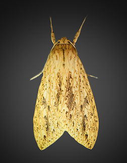 Leucanopsis flavorufa, Milpe Bird Sanctuary, Ecuador A very obscure genus. According to tropileps, these species within the genus occur in Ecuador:

- Leucanopsis flavorufa
- Leucanopsis stipulata
- Leucanopsis tabernilla

Only L. flavurofa seems a visual match. Specimen photo:
https://leps.fieldguide.ai/figure/616c3e283c12ef33275266a5/detail?profile=figures&category=59baf486929d3d10ea8f3adb Ecuador,Ecuador 2021,Fall,Geotagged,Leucanopsis flavorufa,Milpe Bird Sanctuary,South America,World