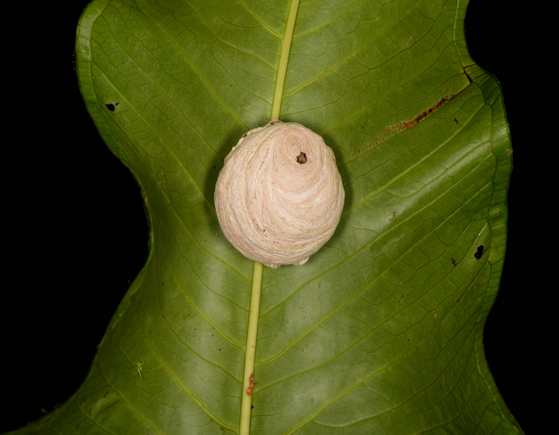 Paperwasp nest, Milpe Bird Sanctuary, Ecuador  Ecuador,Ecuador 2021,Fall,Geotagged,Milpe Bird Sanctuary,South America,World
