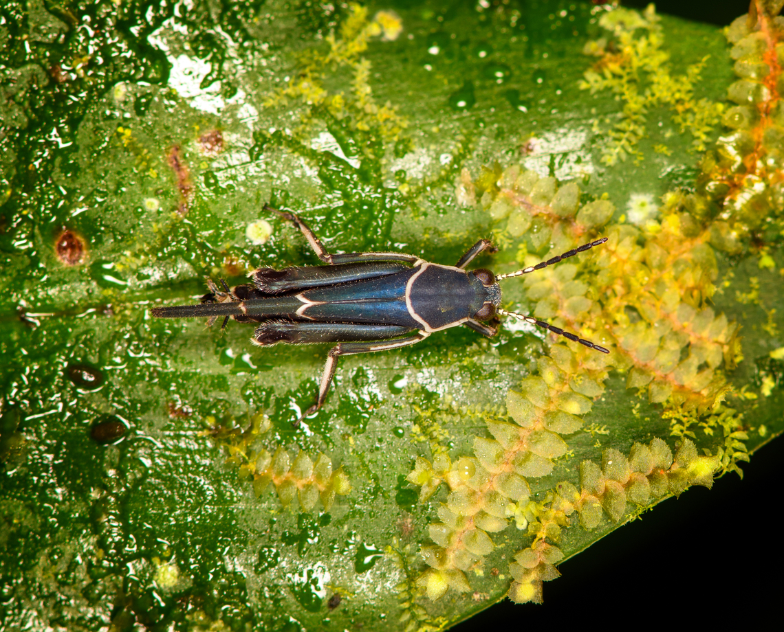 Ripipteryx limbata, Milpe Bird Sanctuary, Ecuador A tiny mud cricket. Last week, Wesley posted the first ever mud cricket on JD:<br />
<figure class="photo"><a href="https://www.jungledragon.com/image/127963/tridactyloid_grasshopper_ripipteryx_rivularia.html" title="Tridactyloid Grasshopper (Ripipteryx rivularia)"><img src="https://s3.amazonaws.com/media.jungledragon.com/images/5161/127963_thumb.jpg?AWSAccessKeyId=05GMT0V3GWVNE7GGM1R2&Expires=1759968010&Signature=BnNVZvzxx7lOd4UmbwOSV8ovj4w%3D" width="200" height="150" alt="Tridactyloid Grasshopper (Ripipteryx rivularia) A Tridactyloid Grasshopper, also called a Mud Cricket. This specimen was sitting on a leaf of one of our pea trees and was not skittish at all. However, it was fairly difficult to photograph because of the angle and heavy winds in addition to harsh sunlight.<br />
<br />
Also, Happy New Year everyone ( better late than never right :) ). I hope everyone has a great year filled with lots of cool observations :)<br />
<br />
Thus far I&#039;ve been having great success capturing more wildlife shots after a really long struggle, so there will definitely be more photos to come.  Animalia,Animals,Caribbean,Insecta,Insects,Ripipteryx rivularia,Tridactyloid Grasshopper,Trinidad and Tobago" /></a></figure> Ecuador,Ecuador 2021,Fall,Geotagged,Milpe Bird Sanctuary,Ripipteryx limbata,South America,World