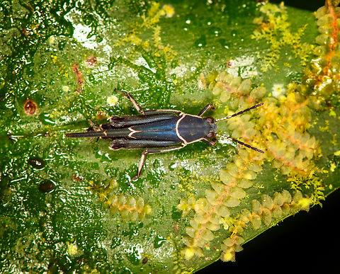 Ripipteryx limbata, Milpe Bird Sanctuary, Ecuador A tiny mud cricket. Last week, Wesley posted the first ever mud cricket on JD:
https://www.jungledragon.com/image/127963/tridactyloid_grasshopper_ripipteryx_rivularia.html Ecuador,Ecuador 2021,Fall,Geotagged,Milpe Bird Sanctuary,Ripipteryx limbata,South America,World