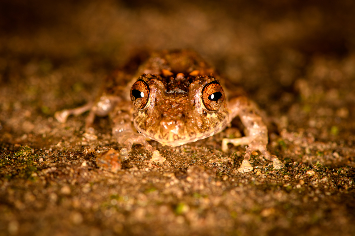 Spring Rainfrog - front view, Milpe Bird Sanctuary, Ecuador Reference for ID:<br />
<a href="https://www.flickr.com/photos/andreaskay/8709143595/in/album-72157629067323414/" rel="nofollow">https://www.flickr.com/photos/andreaskay/8709143595/in/album-72157629067323414/</a><br />
<figure class="photo"><a href="https://www.jungledragon.com/image/128499/spring_rainfrog_milpe_bird_sanctuary_ecuador.html" title="Spring Rainfrog, Milpe Bird Sanctuary, Ecuador"><img src="https://s3.amazonaws.com/media.jungledragon.com/images/2/128499_thumb.jpg?AWSAccessKeyId=05GMT0V3GWVNE7GGM1R2&Expires=1759968010&Signature=Fj1kWt3ij3qM0QoH9XsJbjmvjhQ%3D" width="200" height="134" alt="Spring Rainfrog, Milpe Bird Sanctuary, Ecuador Reference for ID:<br />
https://www.flickr.com/photos/andreaskay/8709143595/in/album-72157629067323414/<br />
https://www.jungledragon.com/image/128498/spring_rainfrog_-_top_view_milpe_bird_sanctuary_ecuador.html<br />
https://www.jungledragon.com/image/128497/spring_rainfrog_-_side_view_milpe_bird_sanctuary_ecuador.html<br />
https://www.jungledragon.com/image/128496/spring_rainfrog_-_front_view_milpe_bird_sanctuary_ecuador.html<br />
Ecuador,Ecuador 2021,Fall,Geotagged,Milpe Bird Sanctuary,Pristimantis crenunguis,South America,Spring Rainfrog,World" /></a></figure><br />
<figure class="photo"><a href="https://www.jungledragon.com/image/128498/spring_rainfrog_-_top_view_milpe_bird_sanctuary_ecuador.html" title="Spring Rainfrog - top view, Milpe Bird Sanctuary, Ecuador"><img src="https://s3.amazonaws.com/media.jungledragon.com/images/2/128498_thumb.jpg?AWSAccessKeyId=05GMT0V3GWVNE7GGM1R2&Expires=1759968010&Signature=Lct5vc1V5a2xKvPP4wDWnlifrB8%3D" width="200" height="134" alt="Spring Rainfrog - top view, Milpe Bird Sanctuary, Ecuador Reference for ID:<br />
https://www.flickr.com/photos/andreaskay/8709143595/in/album-72157629067323414/<br />
https://www.jungledragon.com/image/128499/spring_rainfrog_milpe_bird_sanctuary_ecuador.html<br />
https://www.jungledragon.com/image/128497/spring_rainfrog_-_side_view_milpe_bird_sanctuary_ecuador.html<br />
https://www.jungledragon.com/image/128496/spring_rainfrog_-_front_view_milpe_bird_sanctuary_ecuador.html Ecuador,Ecuador 2021,Fall,Geotagged,Milpe Bird Sanctuary,Pristimantis crenunguis,South America,Spring Rainfrog,World" /></a></figure><br />
<figure class="photo"><a href="https://www.jungledragon.com/image/128497/spring_rainfrog_-_side_view_milpe_bird_sanctuary_ecuador.html" title="Spring Rainfrog - side view, Milpe Bird Sanctuary, Ecuador"><img src="https://s3.amazonaws.com/media.jungledragon.com/images/2/128497_thumb.jpg?AWSAccessKeyId=05GMT0V3GWVNE7GGM1R2&Expires=1759968010&Signature=WVaCjhuUL8WzFEMfQtc7xoAWxoc%3D" width="200" height="134" alt="Spring Rainfrog - side view, Milpe Bird Sanctuary, Ecuador Reference for ID:<br />
https://www.flickr.com/photos/andreaskay/8709143595/in/album-72157629067323414/<br />
https://www.jungledragon.com/image/128499/spring_rainfrog_milpe_bird_sanctuary_ecuador.html<br />
https://www.jungledragon.com/image/128498/spring_rainfrog_-_top_view_milpe_bird_sanctuary_ecuador.html<br />
https://www.jungledragon.com/image/128496/spring_rainfrog_-_front_view_milpe_bird_sanctuary_ecuador.html<br />
Ecuador,Ecuador 2021,Fall,Geotagged,Milpe Bird Sanctuary,Pristimantis crenunguis,South America,Spring Rainfrog,World" /></a></figure> Ecuador,Ecuador 2021,Fall,Geotagged,Milpe Bird Sanctuary,Pristimantis crenunguis,South America,Spring Rainfrog,World
