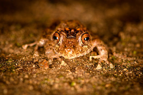 Spring Rainfrog - front view, Milpe Bird Sanctuary, Ecuador Reference for ID:
https://www.flickr.com/photos/andreaskay/8709143595/in/album-72157629067323414/
https://www.jungledragon.com/image/128499/spring_rainfrog_milpe_bird_sanctuary_ecuador.html
https://www.jungledragon.com/image/128498/spring_rainfrog_-_top_view_milpe_bird_sanctuary_ecuador.html
https://www.jungledragon.com/image/128497/spring_rainfrog_-_side_view_milpe_bird_sanctuary_ecuador.html Ecuador,Ecuador 2021,Fall,Geotagged,Milpe Bird Sanctuary,Pristimantis crenunguis,South America,Spring Rainfrog,World
