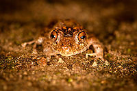 Spring Rainfrog - front view, Milpe Bird Sanctuary, Ecuador Reference for ID:<br />
https://www.flickr.com/photos/andreaskay/8709143595/in/album-72157629067323414/<br />
https://www.jungledragon.com/image/128499/spring_rainfrog_milpe_bird_sanctuary_ecuador.html<br />
https://www.jungledragon.com/image/128498/spring_rainfrog_-_top_view_milpe_bird_sanctuary_ecuador.html<br />
https://www.jungledragon.com/image/128497/spring_rainfrog_-_side_view_milpe_bird_sanctuary_ecuador.html Ecuador,Ecuador 2021,Fall,Geotagged,Milpe Bird Sanctuary,Pristimantis crenunguis,South America,Spring Rainfrog,World