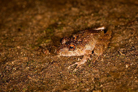 Spring Rainfrog - side view, Milpe Bird Sanctuary, Ecuador Reference for ID:
https://www.flickr.com/photos/andreaskay/8709143595/in/album-72157629067323414/
https://www.jungledragon.com/image/128499/spring_rainfrog_milpe_bird_sanctuary_ecuador.html
https://www.jungledragon.com/image/128498/spring_rainfrog_-_top_view_milpe_bird_sanctuary_ecuador.html
https://www.jungledragon.com/image/128496/spring_rainfrog_-_front_view_milpe_bird_sanctuary_ecuador.html
 Ecuador,Ecuador 2021,Fall,Geotagged,Milpe Bird Sanctuary,Pristimantis crenunguis,South America,Spring Rainfrog,World
