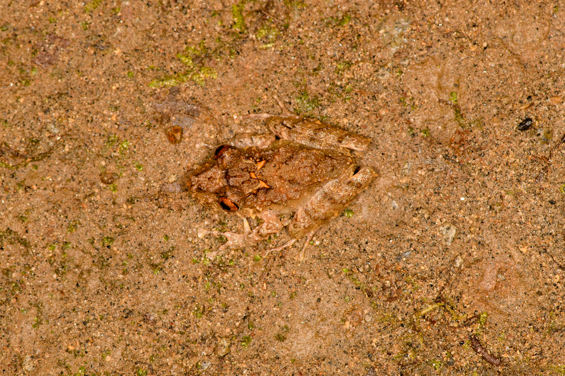 Spring Rainfrog - top view, Milpe Bird Sanctuary, Ecuador Reference for ID:<br />
<a href="https://www.flickr.com/photos/andreaskay/8709143595/in/album-72157629067323414/" rel="nofollow">https://www.flickr.com/photos/andreaskay/8709143595/in/album-72157629067323414/</a><br />
<figure class="photo"><a href="https://www.jungledragon.com/image/128499/spring_rainfrog_milpe_bird_sanctuary_ecuador.html" title="Spring Rainfrog, Milpe Bird Sanctuary, Ecuador"><img src="https://s3.amazonaws.com/media.jungledragon.com/images/2/128499_thumb.jpg?AWSAccessKeyId=05GMT0V3GWVNE7GGM1R2&Expires=1769040010&Signature=lNCIgR7ahzwZgDnIjVvljVWTdJM%3D" width="200" height="134" alt="Spring Rainfrog, Milpe Bird Sanctuary, Ecuador Reference for ID:<br />
https://www.flickr.com/photos/andreaskay/8709143595/in/album-72157629067323414/<br />
https://www.jungledragon.com/image/128498/spring_rainfrog_-_top_view_milpe_bird_sanctuary_ecuador.html<br />
https://www.jungledragon.com/image/128497/spring_rainfrog_-_side_view_milpe_bird_sanctuary_ecuador.html<br />
https://www.jungledragon.com/image/128496/spring_rainfrog_-_front_view_milpe_bird_sanctuary_ecuador.html<br />
 Ecuador,Ecuador 2021,Fall,Geotagged,Milpe Bird Sanctuary,Pristimantis crenunguis,South America,Spring Rainfrog,World" /></a></figure><br />
<figure class="photo"><a href="https://www.jungledragon.com/image/128497/spring_rainfrog_-_side_view_milpe_bird_sanctuary_ecuador.html" title="Spring Rainfrog - side view, Milpe Bird Sanctuary, Ecuador"><img src="https://s3.amazonaws.com/media.jungledragon.com/images/2/128497_thumb.jpg?AWSAccessKeyId=05GMT0V3GWVNE7GGM1R2&Expires=1769040010&Signature=B5XPCg0hjJ3ZnKojO1H0nC0wbWg%3D" width="200" height="134" alt="Spring Rainfrog - side view, Milpe Bird Sanctuary, Ecuador Reference for ID:<br />
https://www.flickr.com/photos/andreaskay/8709143595/in/album-72157629067323414/<br />
https://www.jungledragon.com/image/128499/spring_rainfrog_milpe_bird_sanctuary_ecuador.html<br />
https://www.jungledragon.com/image/128498/spring_rainfrog_-_top_view_milpe_bird_sanctuary_ecuador.html<br />
https://www.jungledragon.com/image/128496/spring_rainfrog_-_front_view_milpe_bird_sanctuary_ecuador.html<br />
 Ecuador,Ecuador 2021,Fall,Geotagged,Milpe Bird Sanctuary,Pristimantis crenunguis,South America,Spring Rainfrog,World" /></a></figure><br />
<figure class="photo"><a href="https://www.jungledragon.com/image/128496/spring_rainfrog_-_front_view_milpe_bird_sanctuary_ecuador.html" title="Spring Rainfrog - front view, Milpe Bird Sanctuary, Ecuador"><img src="https://s3.amazonaws.com/media.jungledragon.com/images/2/128496_thumb.jpg?AWSAccessKeyId=05GMT0V3GWVNE7GGM1R2&Expires=1769040010&Signature=O2peDPRlI%2FWhRGUAGKgRgYZJIAI%3D" width="200" height="134" alt="Spring Rainfrog - front view, Milpe Bird Sanctuary, Ecuador Reference for ID:<br />
https://www.flickr.com/photos/andreaskay/8709143595/in/album-72157629067323414/<br />
https://www.jungledragon.com/image/128499/spring_rainfrog_milpe_bird_sanctuary_ecuador.html<br />
https://www.jungledragon.com/image/128498/spring_rainfrog_-_top_view_milpe_bird_sanctuary_ecuador.html<br />
https://www.jungledragon.com/image/128497/spring_rainfrog_-_side_view_milpe_bird_sanctuary_ecuador.html Ecuador,Ecuador 2021,Fall,Geotagged,Milpe Bird Sanctuary,Pristimantis crenunguis,South America,Spring Rainfrog,World" /></a></figure> Ecuador,Ecuador 2021,Fall,Geotagged,Milpe Bird Sanctuary,Pristimantis crenunguis,South America,Spring Rainfrog,World
