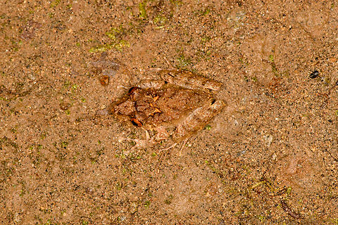 Spring Rainfrog - top view, Milpe Bird Sanctuary, Ecuador Reference for ID:
https://www.flickr.com/photos/andreaskay/8709143595/in/album-72157629067323414/
https://www.jungledragon.com/image/128499/spring_rainfrog_milpe_bird_sanctuary_ecuador.html
https://www.jungledragon.com/image/128497/spring_rainfrog_-_side_view_milpe_bird_sanctuary_ecuador.html
https://www.jungledragon.com/image/128496/spring_rainfrog_-_front_view_milpe_bird_sanctuary_ecuador.html Ecuador,Ecuador 2021,Fall,Geotagged,Milpe Bird Sanctuary,Pristimantis crenunguis,South America,Spring Rainfrog,World