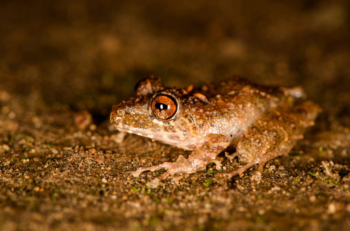 Spring Rainfrog, Milpe Bird Sanctuary, Ecuador Reference for ID:<br />
<a href="https://www.flickr.com/photos/andreaskay/8709143595/in/album-72157629067323414/" rel="nofollow">https://www.flickr.com/photos/andreaskay/8709143595/in/album-72157629067323414/</a><br />
<figure class="photo"><a href="https://www.jungledragon.com/image/128498/spring_rainfrog_-_top_view_milpe_bird_sanctuary_ecuador.html" title="Spring Rainfrog - top view, Milpe Bird Sanctuary, Ecuador"><img src="https://s3.amazonaws.com/media.jungledragon.com/images/2/128498_thumb.jpg?AWSAccessKeyId=05GMT0V3GWVNE7GGM1R2&Expires=1759968010&Signature=Lct5vc1V5a2xKvPP4wDWnlifrB8%3D" width="200" height="134" alt="Spring Rainfrog - top view, Milpe Bird Sanctuary, Ecuador Reference for ID:<br />
https://www.flickr.com/photos/andreaskay/8709143595/in/album-72157629067323414/<br />
https://www.jungledragon.com/image/128499/spring_rainfrog_milpe_bird_sanctuary_ecuador.html<br />
https://www.jungledragon.com/image/128497/spring_rainfrog_-_side_view_milpe_bird_sanctuary_ecuador.html<br />
https://www.jungledragon.com/image/128496/spring_rainfrog_-_front_view_milpe_bird_sanctuary_ecuador.html Ecuador,Ecuador 2021,Fall,Geotagged,Milpe Bird Sanctuary,Pristimantis crenunguis,South America,Spring Rainfrog,World" /></a></figure><br />
<figure class="photo"><a href="https://www.jungledragon.com/image/128497/spring_rainfrog_-_side_view_milpe_bird_sanctuary_ecuador.html" title="Spring Rainfrog - side view, Milpe Bird Sanctuary, Ecuador"><img src="https://s3.amazonaws.com/media.jungledragon.com/images/2/128497_thumb.jpg?AWSAccessKeyId=05GMT0V3GWVNE7GGM1R2&Expires=1759968010&Signature=WVaCjhuUL8WzFEMfQtc7xoAWxoc%3D" width="200" height="134" alt="Spring Rainfrog - side view, Milpe Bird Sanctuary, Ecuador Reference for ID:<br />
https://www.flickr.com/photos/andreaskay/8709143595/in/album-72157629067323414/<br />
https://www.jungledragon.com/image/128499/spring_rainfrog_milpe_bird_sanctuary_ecuador.html<br />
https://www.jungledragon.com/image/128498/spring_rainfrog_-_top_view_milpe_bird_sanctuary_ecuador.html<br />
https://www.jungledragon.com/image/128496/spring_rainfrog_-_front_view_milpe_bird_sanctuary_ecuador.html<br />
Ecuador,Ecuador 2021,Fall,Geotagged,Milpe Bird Sanctuary,Pristimantis crenunguis,South America,Spring Rainfrog,World" /></a></figure><br />
<figure class="photo"><a href="https://www.jungledragon.com/image/128496/spring_rainfrog_-_front_view_milpe_bird_sanctuary_ecuador.html" title="Spring Rainfrog - front view, Milpe Bird Sanctuary, Ecuador"><img src="https://s3.amazonaws.com/media.jungledragon.com/images/2/128496_thumb.jpg?AWSAccessKeyId=05GMT0V3GWVNE7GGM1R2&Expires=1759968010&Signature=PZBo81iF%2FKTd1hAdu5SxcSqjjWE%3D" width="200" height="134" alt="Spring Rainfrog - front view, Milpe Bird Sanctuary, Ecuador Reference for ID:<br />
https://www.flickr.com/photos/andreaskay/8709143595/in/album-72157629067323414/<br />
https://www.jungledragon.com/image/128499/spring_rainfrog_milpe_bird_sanctuary_ecuador.html<br />
https://www.jungledragon.com/image/128498/spring_rainfrog_-_top_view_milpe_bird_sanctuary_ecuador.html<br />
https://www.jungledragon.com/image/128497/spring_rainfrog_-_side_view_milpe_bird_sanctuary_ecuador.html Ecuador,Ecuador 2021,Fall,Geotagged,Milpe Bird Sanctuary,Pristimantis crenunguis,South America,Spring Rainfrog,World" /></a></figure><br />
Ecuador,Ecuador 2021,Fall,Geotagged,Milpe Bird Sanctuary,Pristimantis crenunguis,South America,Spring Rainfrog,World