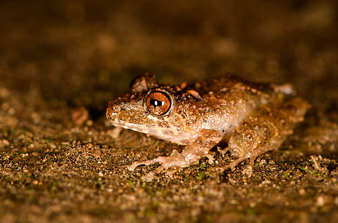 Spring Rainfrog, Milpe Bird Sanctuary, Ecuador Reference for ID:
https://www.flickr.com/photos/andreaskay/8709143595/in/album-72157629067323414/
https://www.jungledragon.com/image/128498/spring_rainfrog_-_top_view_milpe_bird_sanctuary_ecuador.html
https://www.jungledragon.com/image/128497/spring_rainfrog_-_side_view_milpe_bird_sanctuary_ecuador.html
https://www.jungledragon.com/image/128496/spring_rainfrog_-_front_view_milpe_bird_sanctuary_ecuador.html
 Ecuador,Ecuador 2021,Fall,Geotagged,Milpe Bird Sanctuary,Pristimantis crenunguis,South America,Spring Rainfrog,World