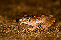 Spring Rainfrog, Milpe Bird Sanctuary, Ecuador Reference for ID:<br />
https://www.flickr.com/photos/andreaskay/8709143595/in/album-72157629067323414/<br />
https://www.jungledragon.com/image/128498/spring_rainfrog_-_top_view_milpe_bird_sanctuary_ecuador.html<br />
https://www.jungledragon.com/image/128497/spring_rainfrog_-_side_view_milpe_bird_sanctuary_ecuador.html<br />
https://www.jungledragon.com/image/128496/spring_rainfrog_-_front_view_milpe_bird_sanctuary_ecuador.html<br />
 Ecuador,Ecuador 2021,Fall,Geotagged,Milpe Bird Sanctuary,Pristimantis crenunguis,South America,Spring Rainfrog,World