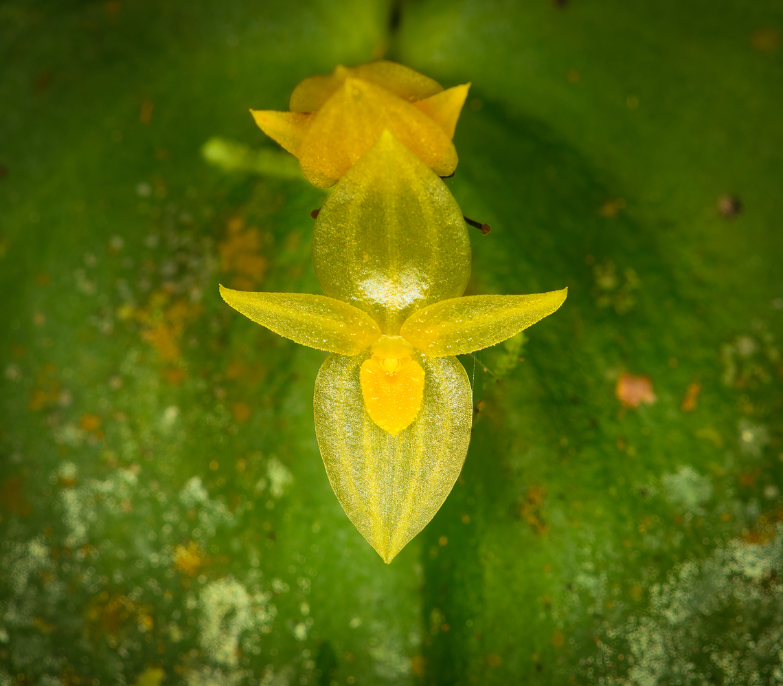 Pleurothallis prolaticollaris - closeup, Milpe Bird Sanctuary, Ecuador A miniature orchid endemic to the northwest of Ecuador. ID by Mark Wilson.<br />
<figure class="photo"><a href="https://www.jungledragon.com/image/128502/pleurothallis_prolaticollaris_milpe_bird_sanctuary_ecuador.html" title="Pleurothallis prolaticollaris, Milpe Bird Sanctuary, Ecuador"><img src="https://s3.amazonaws.com/media.jungledragon.com/images/2/128502_thumb.jpg?AWSAccessKeyId=05GMT0V3GWVNE7GGM1R2&Expires=1763596810&Signature=HR4OSeaz1C539s%2Fkj0zD5JkPJcE%3D" width="200" height="168" alt="Pleurothallis prolaticollaris, Milpe Bird Sanctuary, Ecuador A miniature orchid endemic to the northwest of Ecuador. ID by Mark Wilson.<br />
https://www.jungledragon.com/image/128501/pleurothallis_prolaticollaris_-_closeup_milpe_bird_sanctuary_ecuador.html Ecuador,Ecuador 2021,Fall,Geotagged,Milpe Bird Sanctuary,Pleurothallis prolaticollaris,South America,World" /></a></figure> Ecuador,Ecuador 2021,Fall,Geotagged,Milpe Bird Sanctuary,Pleurothallis prolaticollaris,South America,World