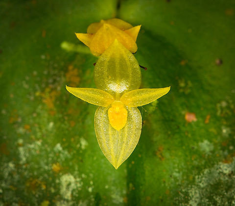 Pleurothallis prolaticollaris - closeup, Milpe Bird Sanctuary, Ecuador A miniature orchid endemic to the northwest of Ecuador. ID by Mark Wilson.
https://www.jungledragon.com/image/128502/pleurothallis_prolaticollaris_milpe_bird_sanctuary_ecuador.html Ecuador,Ecuador 2021,Fall,Geotagged,Milpe Bird Sanctuary,Pleurothallis prolaticollaris,South America,World