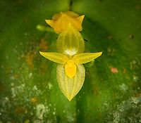 Pleurothallis prolaticollaris - closeup, Milpe Bird Sanctuary, Ecuador A miniature orchid endemic to the northwest of Ecuador. ID by Mark Wilson.<br />
https://www.jungledragon.com/image/128502/pleurothallis_prolaticollaris_milpe_bird_sanctuary_ecuador.html Ecuador,Ecuador 2021,Fall,Geotagged,Milpe Bird Sanctuary,Pleurothallis prolaticollaris,South America,World