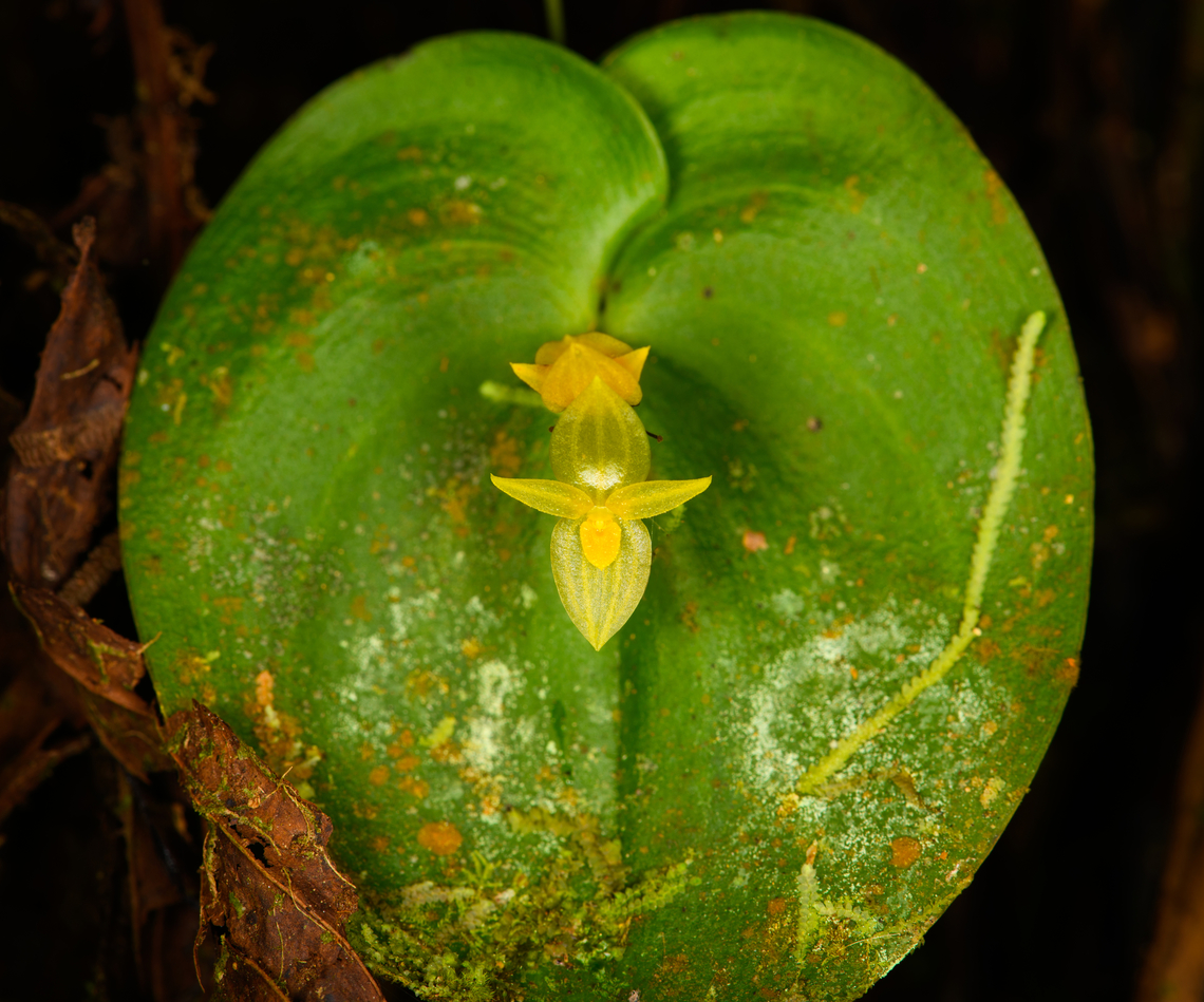 Pleurothallis prolaticollaris, Milpe Bird Sanctuary, Ecuador A miniature orchid endemic to the northwest of Ecuador. ID by Mark Wilson.<br />
<figure class="photo"><a href="https://www.jungledragon.com/image/128501/pleurothallis_prolaticollaris_-_closeup_milpe_bird_sanctuary_ecuador.html" title="Pleurothallis prolaticollaris - closeup, Milpe Bird Sanctuary, Ecuador"><img src="https://s3.amazonaws.com/media.jungledragon.com/images/2/128501_thumb.jpg?AWSAccessKeyId=05GMT0V3GWVNE7GGM1R2&Expires=1770854410&Signature=1wFjT7cKHk2y7PSt5yTYQBa7VdU%3D" width="200" height="176" alt="Pleurothallis prolaticollaris - closeup, Milpe Bird Sanctuary, Ecuador A miniature orchid endemic to the northwest of Ecuador. ID by Mark Wilson.<br />
https://www.jungledragon.com/image/128502/pleurothallis_prolaticollaris_milpe_bird_sanctuary_ecuador.html Ecuador,Ecuador 2021,Fall,Geotagged,Milpe Bird Sanctuary,Pleurothallis prolaticollaris,South America,World" /></a></figure> Ecuador,Ecuador 2021,Fall,Geotagged,Milpe Bird Sanctuary,Pleurothallis prolaticollaris,South America,World