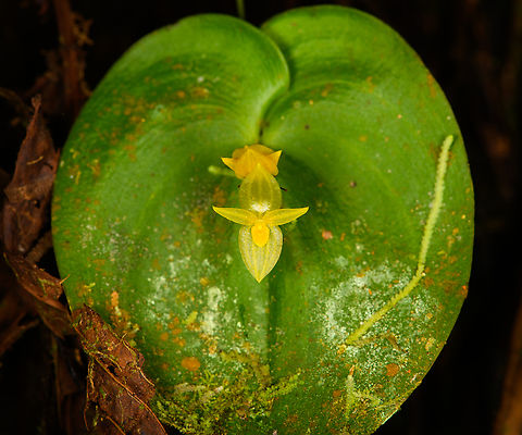 Pleurothallis prolaticollaris, Milpe Bird Sanctuary, Ecuador A miniature orchid endemic to the northwest of Ecuador. ID by Mark Wilson.
https://www.jungledragon.com/image/128501/pleurothallis_prolaticollaris_-_closeup_milpe_bird_sanctuary_ecuador.html Ecuador,Ecuador 2021,Fall,Geotagged,Milpe Bird Sanctuary,Pleurothallis prolaticollaris,South America,World
