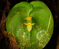Pleurothallis prolaticollaris, Milpe Bird Sanctuary, Ecuador A miniature orchid endemic to the northwest of Ecuador. ID by Mark Wilson.<br />
https://www.jungledragon.com/image/128501/pleurothallis_prolaticollaris_-_closeup_milpe_bird_sanctuary_ecuador.html Ecuador,Ecuador 2021,Fall,Geotagged,Milpe Bird Sanctuary,Pleurothallis prolaticollaris,South America,World