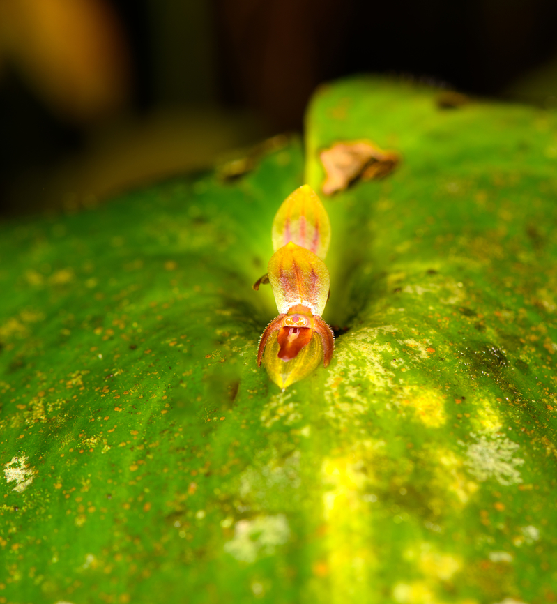 Pleurothallis aff. fossulata - closeup, Milpe Bird Sanctuary, Ecuador Id by Mark Wilson. &quot;aff&quot; means &quot;affinity with&quot;, meaning this species looks closely like Pleurothallis fossulata but is suspected to be a different species that is yet undescribed.<br />
<figure class="photo"><a href="https://www.jungledragon.com/image/128504/pleurothallis_aff._fossulata_milpe_bird_sanctuary_ecuador.html" title="Pleurothallis aff. fossulata, Milpe Bird Sanctuary, Ecuador"><img src="https://s3.amazonaws.com/media.jungledragon.com/images/2/128504_thumb.jpg?AWSAccessKeyId=05GMT0V3GWVNE7GGM1R2&Expires=1759968010&Signature=41iTgHfLQl%2FnfjGvXxe78KH3zB8%3D" width="200" height="134" alt="Pleurothallis aff. fossulata, Milpe Bird Sanctuary, Ecuador Id by Mark Wilson. &quot;aff&quot; means &quot;affinity with&quot;, meaning this species looks closely like Pleurothallis fossulata but is suspected to be a different species that is yet undescribed.<br />
https://www.jungledragon.com/image/128503/pleurothallis_aff._fossulata_-_closeup_milpe_bird_sanctuary_ecuador.html Ecuador,Ecuador 2021,Fall,Geotagged,Milpe Bird Sanctuary,South America,World" /></a></figure> Ecuador,Ecuador 2021,Fall,Geotagged,Milpe Bird Sanctuary,South America,World
