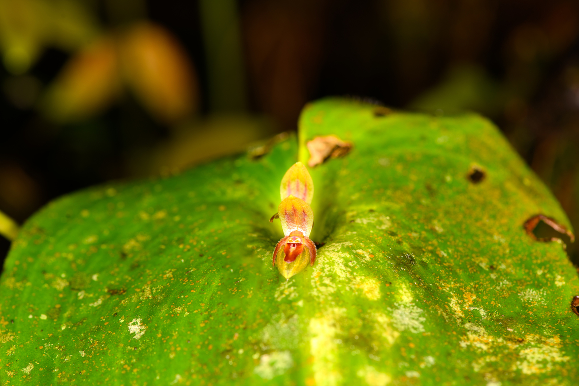 Pleurothallis aff. fossulata, Milpe Bird Sanctuary, Ecuador Id by Mark Wilson. "aff" means "affinity with", meaning this species looks closely like Pleurothallis fossulata but is suspected to be a different species that is yet undescribed.<br />
<figure class="photo"><a href="https://www.jungledragon.com/image/128503/pleurothallis_aff._fossulata_-_closeup_milpe_bird_sanctuary_ecuador.html" title="Pleurothallis aff. fossulata - closeup, Milpe Bird Sanctuary, Ecuador"><img src="https://s3.amazonaws.com/media.jungledragon.com/images/2/128503_thumb.jpg?AWSAccessKeyId=05GMT0V3GWVNE7GGM1R2&Expires=1769040010&Signature=NPgNk0ls4Pv1Jcj2NMt789hU7go%3D" width="142" height="152" alt="Pleurothallis aff. fossulata - closeup, Milpe Bird Sanctuary, Ecuador Id by Mark Wilson. "aff" means "affinity with", meaning this species looks closely like Pleurothallis fossulata but is suspected to be a different species that is yet undescribed.<br />
https://www.jungledragon.com/image/128504/pleurothallis_aff._fossulata_milpe_bird_sanctuary_ecuador.html Ecuador,Ecuador 2021,Fall,Geotagged,Milpe Bird Sanctuary,South America,World" /></a></figure> Ecuador,Ecuador 2021,Fall,Geotagged,Milpe Bird Sanctuary,South America,World