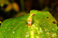 Pleurothallis aff. fossulata, Milpe Bird Sanctuary, Ecuador Id by Mark Wilson. "aff" means "affinity with", meaning this species looks closely like Pleurothallis fossulata but is suspected to be a different species that is yet undescribed.<br />
https://www.jungledragon.com/image/128503/pleurothallis_aff._fossulata_-_closeup_milpe_bird_sanctuary_ecuador.html Ecuador,Ecuador 2021,Fall,Geotagged,Milpe Bird Sanctuary,South America,World