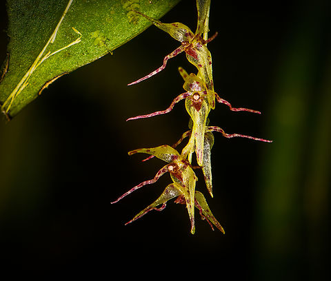 Pleurothallis tryssa - flowers, Milpe Bird Sanctuary, Ecuador https://www.jungledragon.com/image/128506/pleurothallis_tryssa_milpe_bird_sanctuary_ecuador.html Ecuador,Ecuador 2021,Fall,Geotagged,Milpe Bird Sanctuary,Pleurothallis tryssa,South America,World