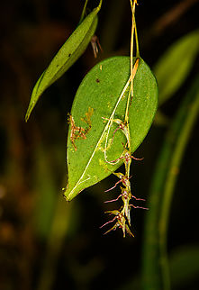 Pleurothallis tryssa, Milpe Bird Sanctuary, Ecuador https://www.jungledragon.com/image/128505/pleurothallis_tryssa_-_flowers_milpe_bird_sanctuary_ecuador.html Ecuador,Ecuador 2021,Fall,Geotagged,Milpe Bird Sanctuary,Pleurothallis tryssa,South America,World