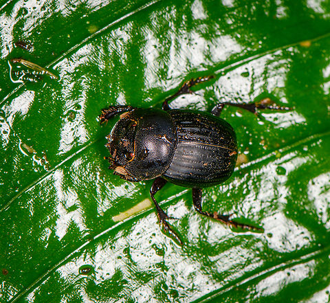 Dichotomius fortepunctatus, Milpe Bird Sanctuary, Ecuador\ I believe this to be the female of the Dichotomius fortepunctatus species, see detailed figure here:
https://treatment.plazi.org/GgServer/html/03A687A0FD73E31BD6F96DDEFD29F8D9 Dichotomius fortepunctatus,Ecuador,Ecuador 2021,Fall,Geotagged,Milpe Bird Sanctuary,South America,World