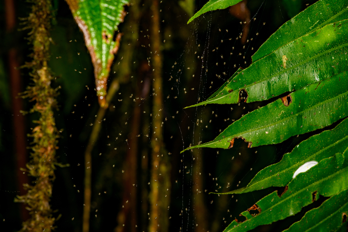 Spiderlings, Milpe Bird Sanctuary, Ecuador For the zoomers :) Ecuador,Ecuador 2021,Fall,Geotagged,Milpe Bird Sanctuary,South America,World