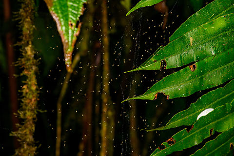 Spiderlings, Milpe Bird Sanctuary, Ecuador For the zoomers :) Ecuador,Ecuador 2021,Fall,Geotagged,Milpe Bird Sanctuary,South America,World