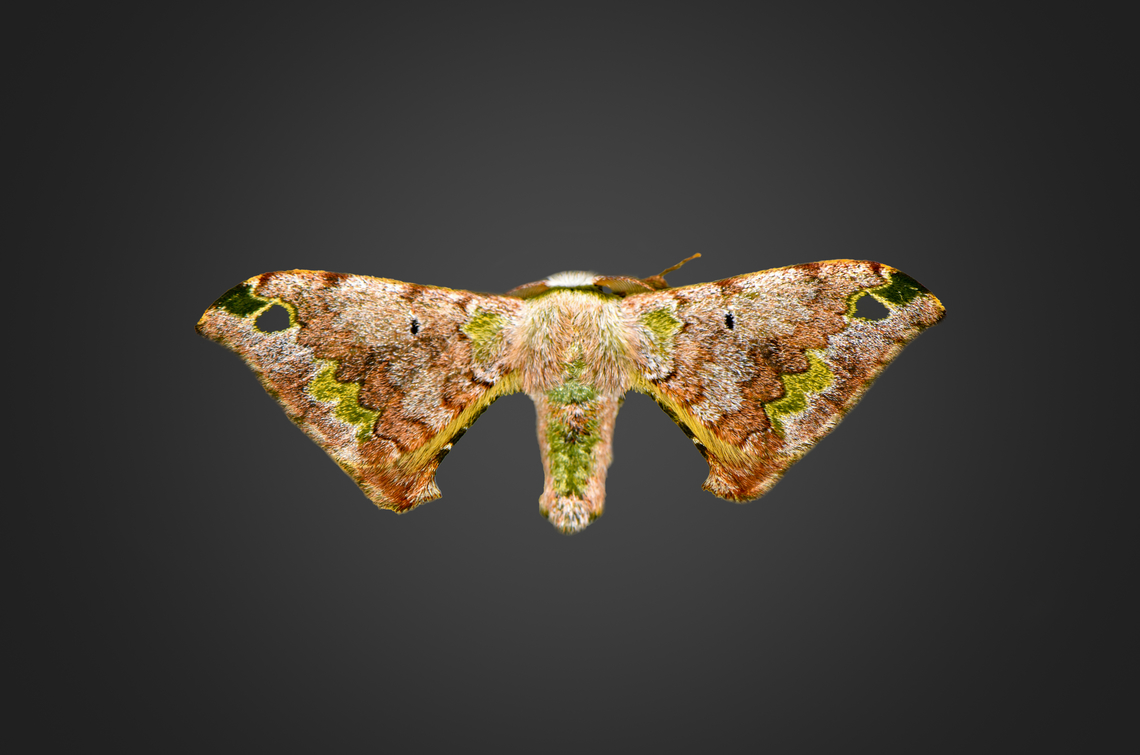 Anticla antica, Milpe Bird Sanctuary, Ecuador  Anticla antica,Ecuador,Ecuador 2021,Fall,Geotagged,Milpe Bird Sanctuary,South America,World