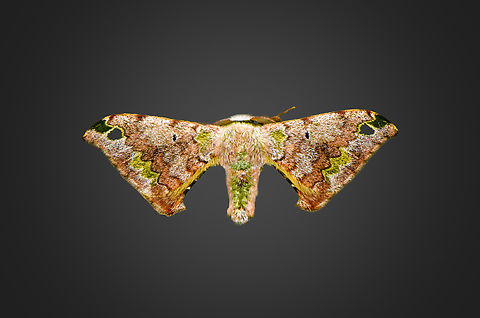 Anticla antica, Milpe Bird Sanctuary, Ecuador  Anticla antica,Ecuador,Ecuador 2021,Fall,Geotagged,Milpe Bird Sanctuary,South America,World