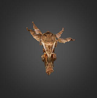 Euclea distrahens - wings closed, Milpe Bird Sanctuary, Ecuador https://www.jungledragon.com/image/128399/euclea_distrahens_milpe_bird_sanctuary_ecuador.html Ecuador,Ecuador 2021,Euclea distrahens,Fall,Geotagged,Milpe Bird Sanctuary,South America,World