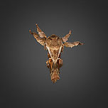 Euclea distrahens - wings closed, Milpe Bird Sanctuary, Ecuador https://www.jungledragon.com/image/128399/euclea_distrahens_milpe_bird_sanctuary_ecuador.html Ecuador,Ecuador 2021,Euclea distrahens,Fall,Geotagged,Milpe Bird Sanctuary,South America,World