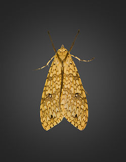 Lophocampa distincta