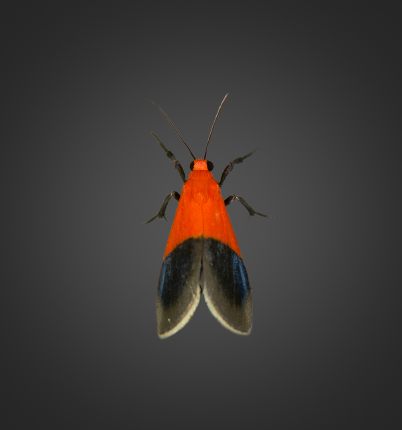 Talara sp., Milpe Bird Sanctuary, Ecuador An undescribed lichen moth, if this observation is correct:<br />
<a href="https://leps.fieldguide.ai/figures?category=5db4b350748e5b5532109edc" rel="nofollow">https://leps.fieldguide.ai/figures?category=5db4b350748e5b5532109edc</a> Ecuador,Ecuador 2021,Fall,Geotagged,Milpe Bird Sanctuary,South America,World