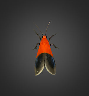 Talara sp., Milpe Bird Sanctuary, Ecuador An undescribed lichen moth, if this observation is correct:
https://leps.fieldguide.ai/figures?category=5db4b350748e5b5532109edc Ecuador,Ecuador 2021,Fall,Geotagged,Milpe Bird Sanctuary,South America,World