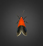 Talara sp., Milpe Bird Sanctuary, Ecuador An undescribed lichen moth, if this observation is correct:<br />
https://leps.fieldguide.ai/figures?category=5db4b350748e5b5532109edc Ecuador,Ecuador 2021,Fall,Geotagged,Milpe Bird Sanctuary,South America,World