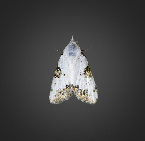 Nola triplaga, Milpe Bird Sanctuary, Ecuador https://leps.fieldguide.ai/figures?category=59bb238a929d3d10ea9a410a Ecuador,Ecuador 2021,Fall,Geotagged,Milpe Bird Sanctuary,Nola triplaga,South America,World