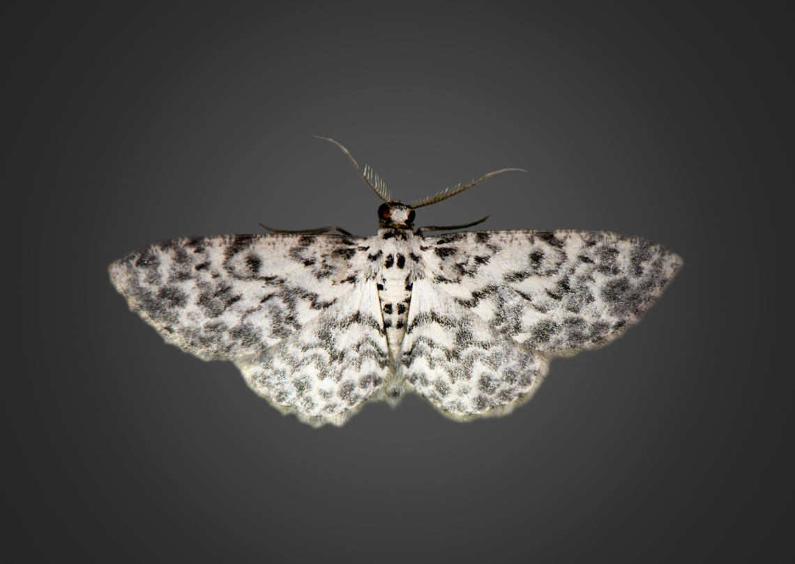 Hymenomima umbelularia, Milpe Bird Sanctuary, Ecuador  Ecuador,Ecuador 2021,Fall,Geotagged,Hymenomima umbelularia,Milpe Bird Sanctuary,South America,World