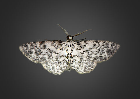 Hymenomima umbelularia, Milpe Bird Sanctuary, Ecuador  Ecuador,Ecuador 2021,Fall,Geotagged,Hymenomima umbelularia,Milpe Bird Sanctuary,South America,World