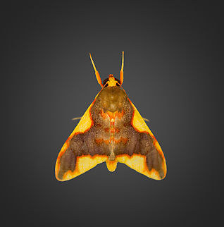 Trichromia declivis, Milpe Bird Sanctuary  Ecuador,Ecuador 2021,Fall,Geotagged,Milpe Bird Sanctuary,South America,Trichromia declivis,World