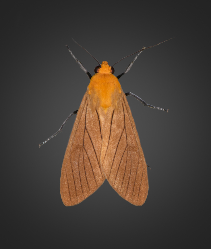 Phaegopterina? Milpe Bird Sanctuary, Ecuador  Ecuador,Ecuador 2021,Fall,Geotagged,Milpe Bird Sanctuary,South America,World