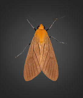 Phaegopterina? Milpe Bird Sanctuary, Ecuador  Ecuador,Ecuador 2021,Fall,Geotagged,Milpe Bird Sanctuary,South America,World